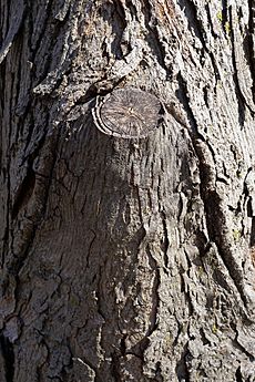 Carya laciniosa (Shellbark Hickory) (32521231364)