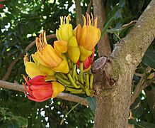 Castanospermumaustrale2