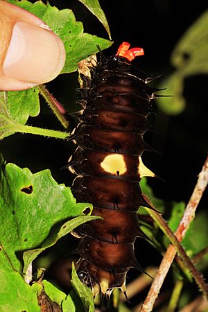 Caterpillar of Paradise Birdwing (5052713119)