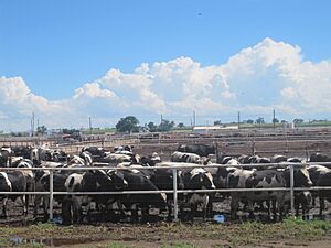 Cattle Feedlot near Rocky Ford, CO IMG 5651