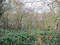 Cave's Inn Pits 2