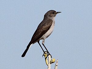 Cercomela schlegelii -Northern Cape, South Africa-6.jpg