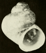 Clappia cahabensis shell