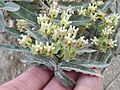 Closeup of Asclepias prostrata in flower.jpg