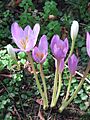 Colchicum speciosum000