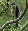 Collared Sparrowhawk kobble08.JPG