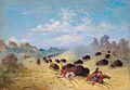 Comanche Indians Chasing Buffalo with Lances and Bows