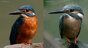Common Kingfisher- different races