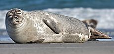 Common Seal Phoca vitulina cropped