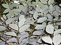 Cryptocarya rigida leaf underside