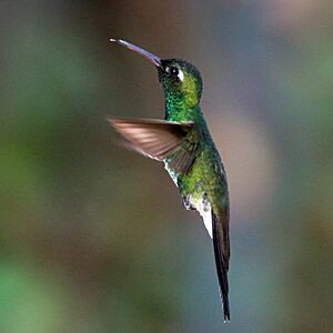 Cuban emerald (Chlorostilbon ricordii ricordii) male in flight cr