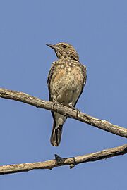 Cyprus wheatear (Oenanthe cypriaca) juvenile