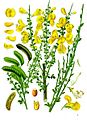 Cytisus scoparius - Köhler–s Medizinal-Pflanzen-200
