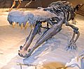 Deinosuchus hatcheri 052913