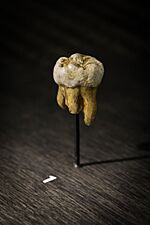 Replica of the molar.