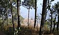 Dhankuta Chuliban Pine Trees and view below it 