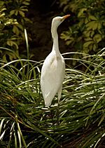 Egret at Jupiter, FL