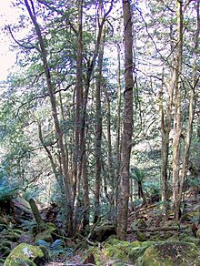 Elaeocarpus holopetalus 25 m tall Mount Imlay