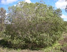 Eremophila bignoniiflora shrub
