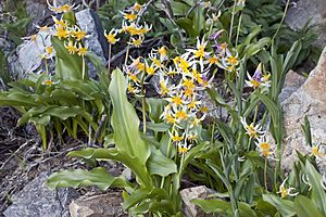 Erythronium pusaterii (Kaweah Lakes fawnlily) (6734524353).jpg