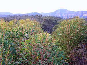 Eucalyptus cunninghamii Perrys - Blue Mountains NP.jpg