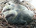 Feral Rock Dove nest with chicks