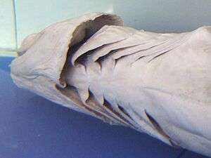 Frilled shark throat