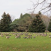 Geese in Sheridan Park