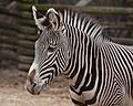 GreveysZebra25