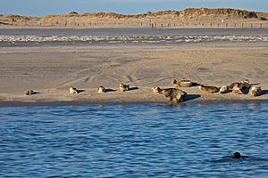 Grey Seal Norderney