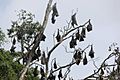 Group flying dogs hanging in tree Sri Lanka
