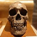 Harappan skull (cropped)