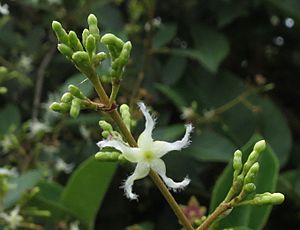 Ichnocarpus frutescens11.JPG