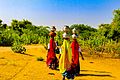 Indian women carrying water