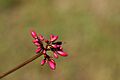 Jatropha pandurifolia 01