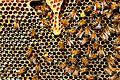 Kin selection, Honey bees