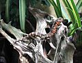 Krokodilschwanz-Höckerechse (Shinisaurus crocodilurus) (2)