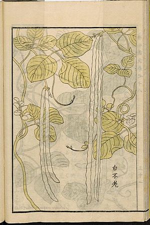 Leiden University Library - Seikei Zusetsu vol. 18, page 032 - 白不老 - Vigna unguiculata (L.) Walp. - cv. - group Sesquipedalis, 1804