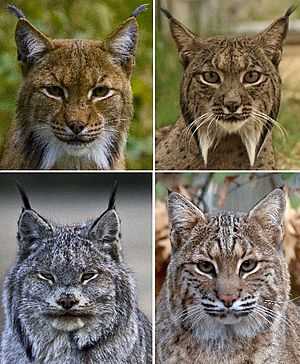 Lynx heads collage.jpg