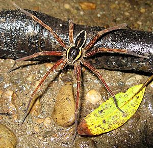 Male Dolomedes dondalei, Mangaio Stream, Whanganui National Park. Photo by Stella McQueen