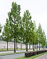 Metasequoia glyptostroboides Eindhoven 27 MG 3524