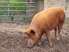 Mudchute farm pig side