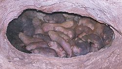 Naked Mole Rats-cropped