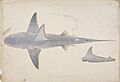 Naturalis Biodiversity Center - RMNH.ART.45 - Carcharhinus gangeticus (Müller and Henle) - Kawahara Keiga - 1823 - 1829 - Siebold Collection - pencil drawing - water colour