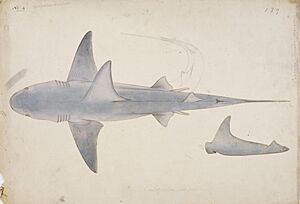 Naturalis Biodiversity Center - RMNH.ART.45 - Carcharhinus gangeticus (Müller and Henle) - Kawahara Keiga - 1823 - 1829 - Siebold Collection - pencil drawing - water colour.jpeg