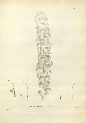Novæ Hollandiæ plantarum specimen (Tab. 037) (8223073069)