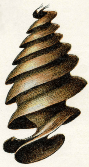 Oeufs002b,55