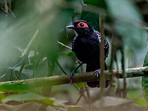 Phlegopsis erythropthera Reddish-winged Bare-eye (male); Novo Airão, Amazonas, Brazil.jpg