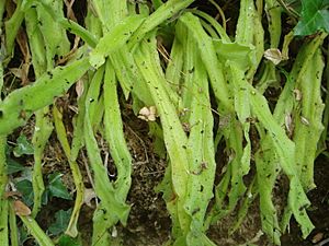 Pinguicula longifolia.JPG