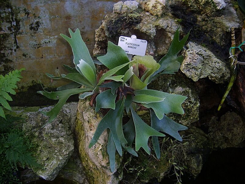 PlatyceriumWandae